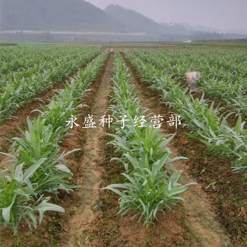 花芽唛菜种子 深圳博白唛春湾唛菜种子苦麦菜种籽 苦荬菜苦麥菜 - 图3