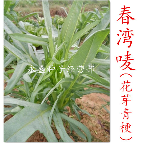 花芽唛菜种子 深圳博白唛春湾唛菜种子苦麦菜种籽 苦荬菜苦麥菜 - 图0