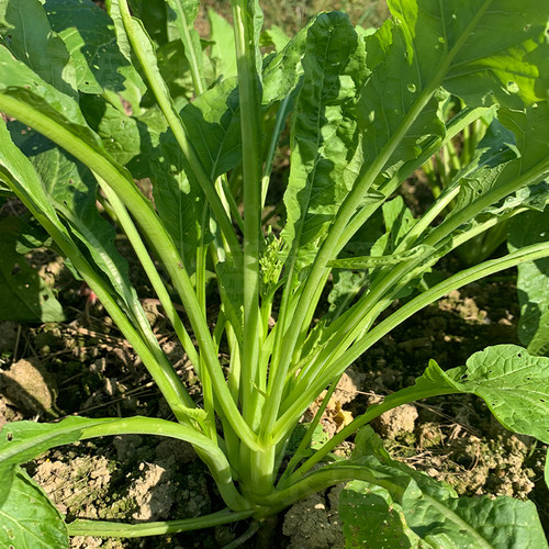 柳叶菜心种籽广西油菜籽种秋冬季柳尖菜心种细梗好吃甜菜心种子 - 图2