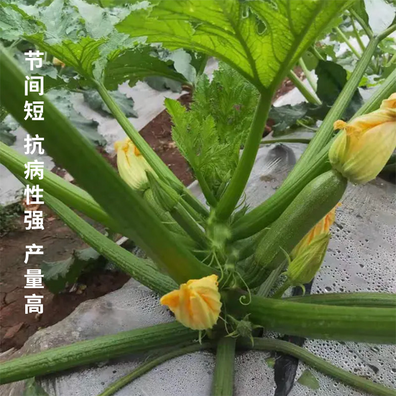 西葫芦种四季绿皮西葫芦种孑菜葫芦籽耐寒抗病春秋季种子瓜种籽子,淘宝优惠券,粉丝福利购,淘宝优惠卷