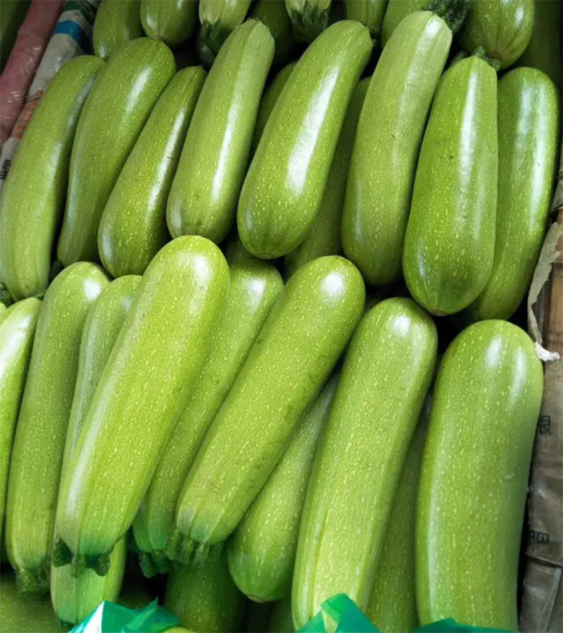 西葫芦种四季绿皮西葫芦种孑菜葫芦籽耐寒抗病春秋季种子瓜种籽子,淘宝优惠券,粉丝福利购,淘宝优惠卷