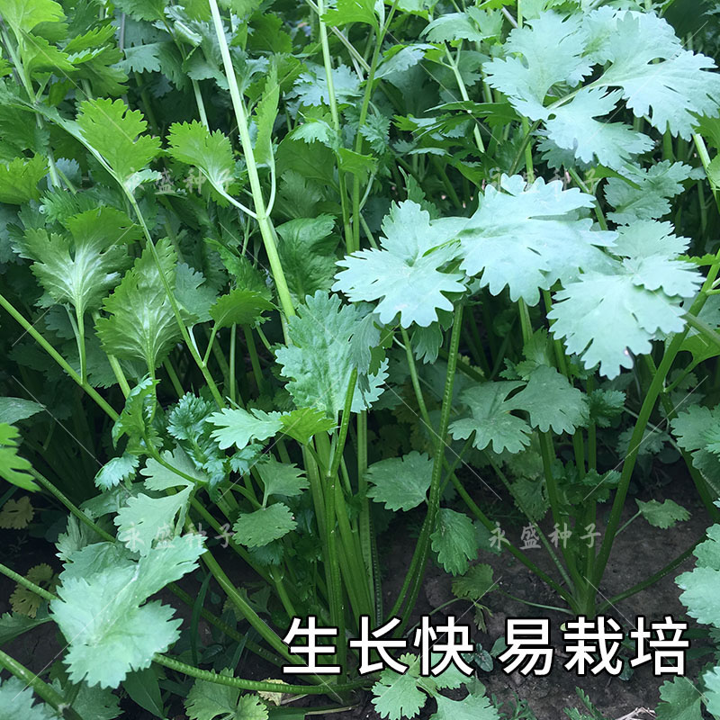 四季香菜籽种耐热高产大叶留香芫荽种籽大田阳台盆栽蔬菜种孑种子 - 图0