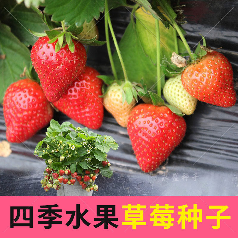 草莓种籽子四季水果草莓种子庭院阳台盆栽奶油草莓种孑易活草莓种_虎窝淘