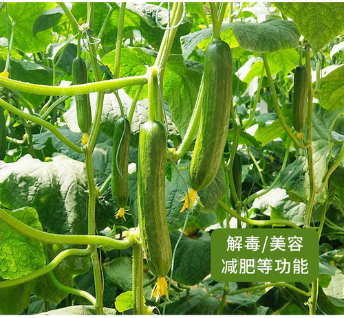 水果黄瓜籽高产小黄瓜种籽生吃瓜果种孑籽种强雌青瓜子种蔬菜种子 - 图2