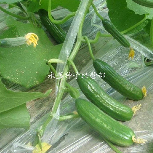 水果黄瓜籽高产小黄瓜种籽生吃瓜果种孑籽种强雌青瓜子种蔬菜种子 - 图0