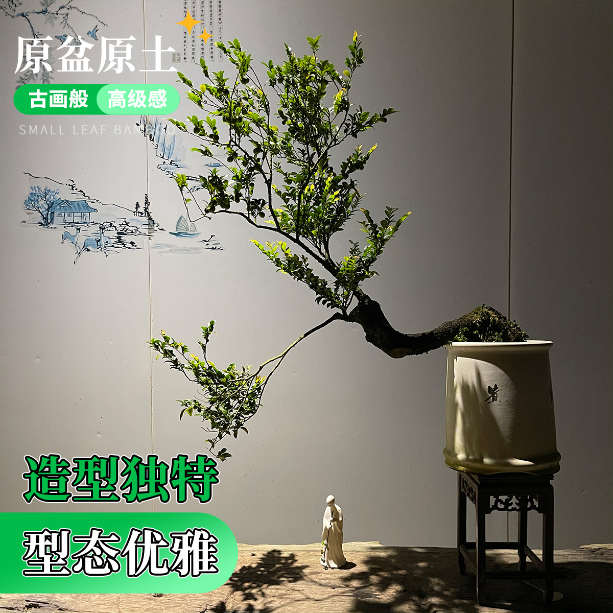 小叶紫檀盆景树苗花卉盆栽办公室植物悬崖临水造型精品桌面绿植 - 图0