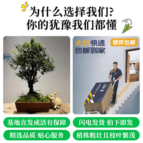 小叶紫檀盆景老桩室内绿植大型植物客厅黑骨茶稀有盆栽办公桌阳台 - 图1
