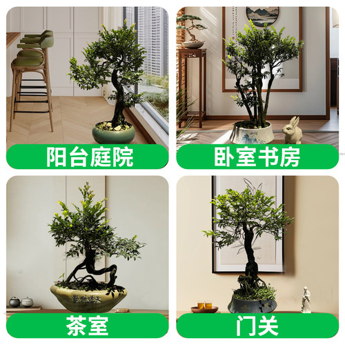 造型盆景小叶紫檀树桩花卉黑骨茶盆栽室内摆件镇宅四季常青绿植物 - 图3