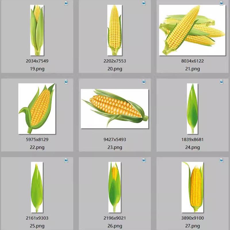 玉米PNG免扣背景素材PSD农作物苞谷农产品粮食包谷玉米棒图片打印