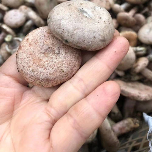 新鲜野生乌枞树菇松菇重阳菌寒菌绿铜菌松乳菇雁来蕈菌菇 - 图0
