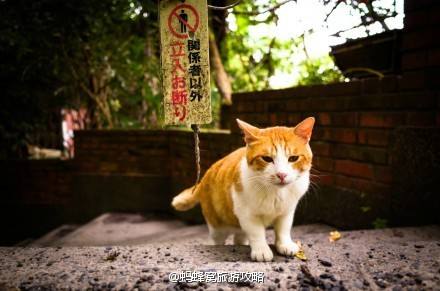 10kg流浪猫投喂粮散装猫粮流浪猫猫粮救助粮猫粮特价粮包邮-图2