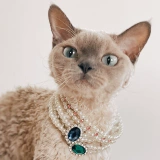 Воротник -воротник Quinn Princess Wind Retro ношение жемчужного цвета бриллиантовые кошки, собаки фотосессочные аксессуары украшения