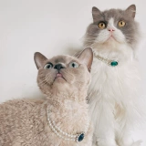 Воротник -воротник Quinn Princess Wind Retro ношение жемчужного цвета бриллиантовые кошки, собаки фотосессочные аксессуары украшения