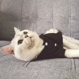 Специальное предложение оформление | Кошачья одежда для кошачьей одежды, сломанный код, свадебный костюм фото, фото принцесса, сирота, не возвращается