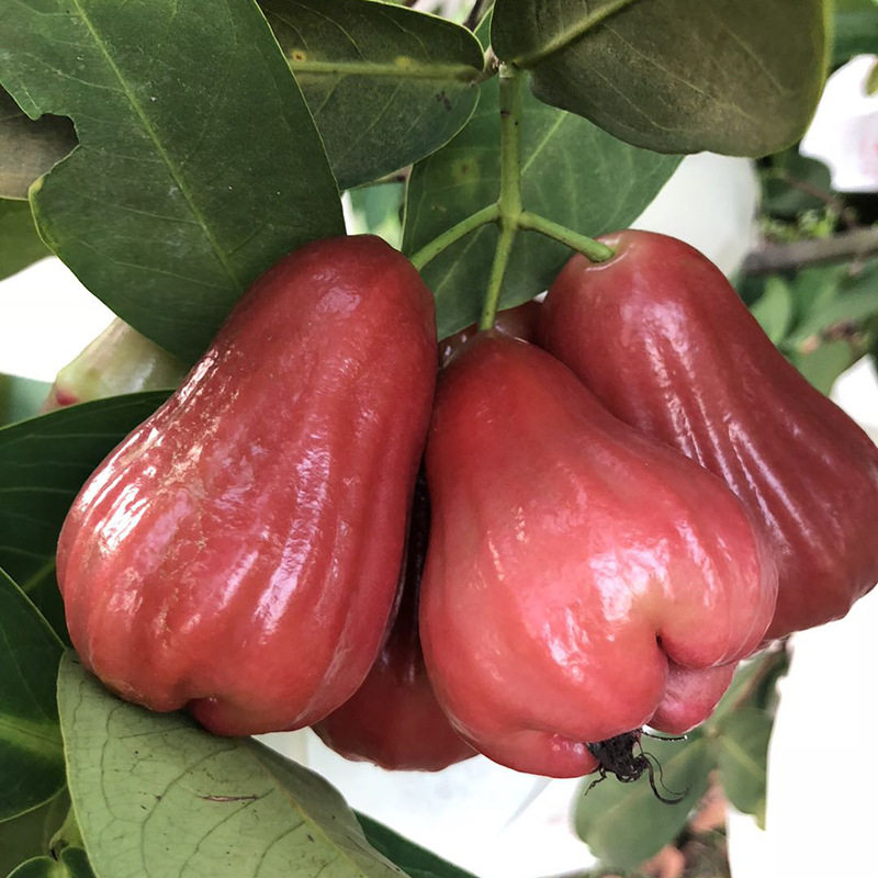 福建黑金刚莲雾产地直发当季水果莲雾包邮新鲜水果莲雾,淘宝优惠券,粉丝福利购,淘宝优惠卷