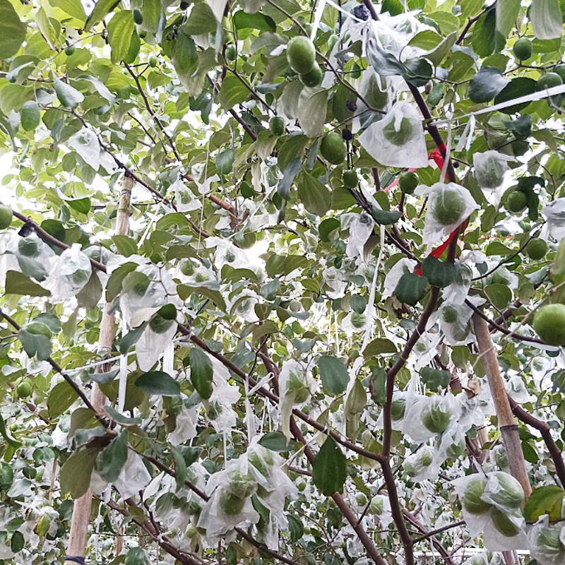 福建大青枣3斤当季脆甜青枣新鲜蜜枣时令水果非牛奶苹果枣,淘宝优惠券,粉丝福利购,淘宝优惠卷