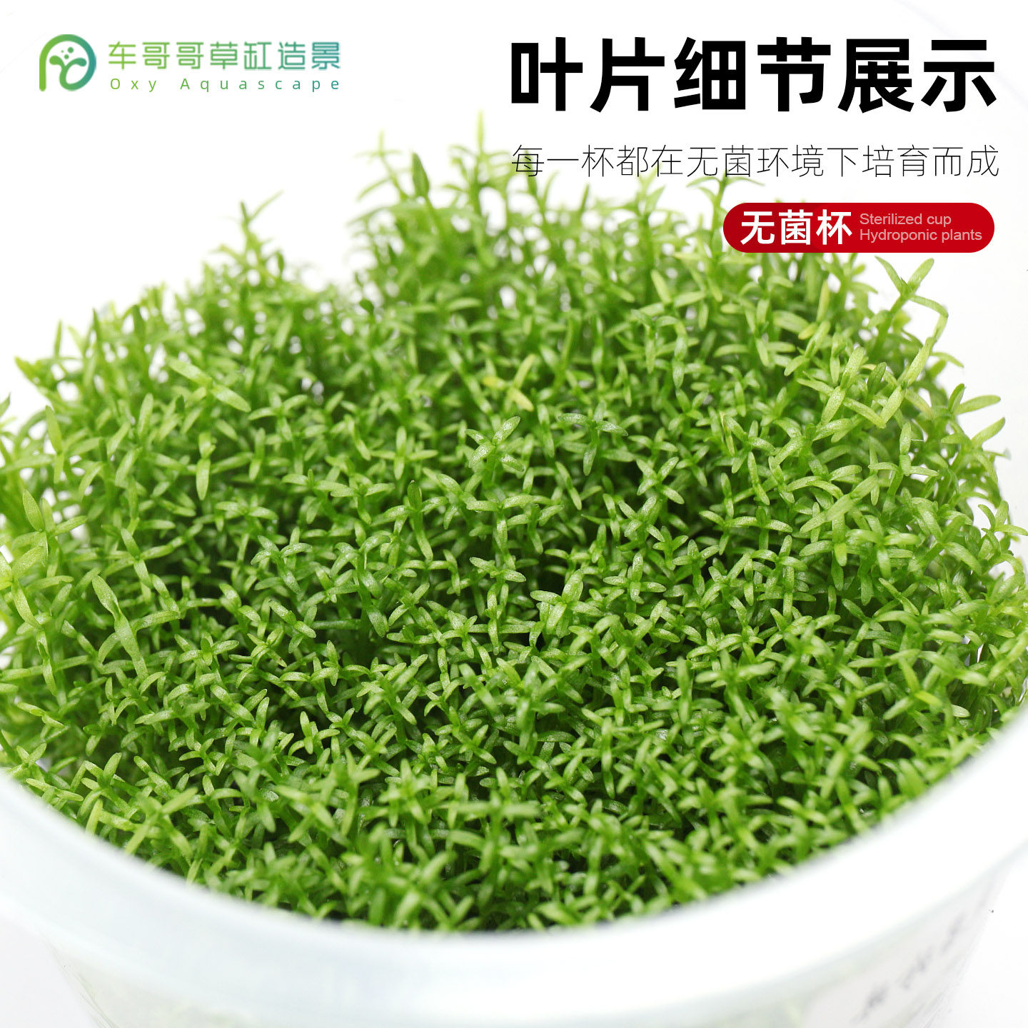 微果珍珠无菌杯前景草坪鱼缸草造景水草荷兰景无藻无螺简单易养