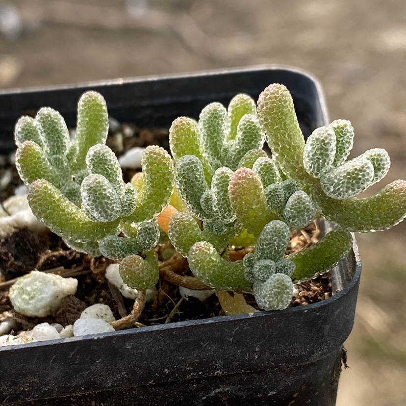 冰晶枝干番杏 多肉植物 一物一拍 阳光雨露多肉 - 图0