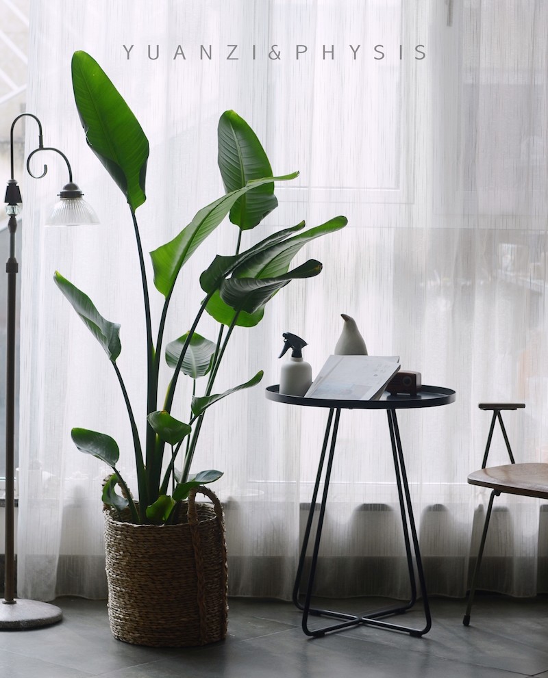 PHYSIS尼古拉天堂鸟鹤望兰室内高档观叶室内盆栽美观好养净化空气,淘宝优惠券,粉丝福利购,淘宝优惠卷