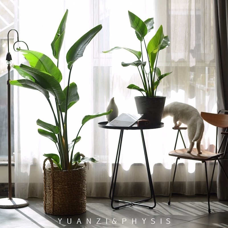 PHYSIS尼古拉天堂鸟鹤望兰室内高档观叶室内盆栽美观好养净化空气,淘宝优惠券,粉丝福利购,淘宝优惠卷