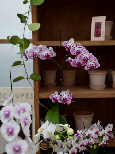 PHYSIS是花蝴蝶呀」直播蝴蝶兰专拍一物一选圣诞节年宵花9.15 - 图2