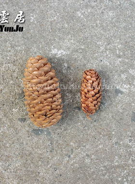 鱼鳞片橡果松球家居饰品天然干花