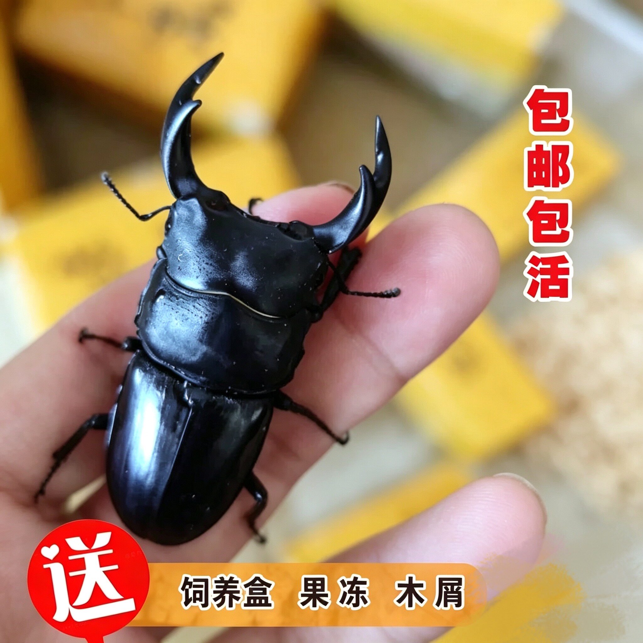成虫甲虫中华大锹成虫昆虫锹形虫锹甲宠物活虫独角仙2026年新虫