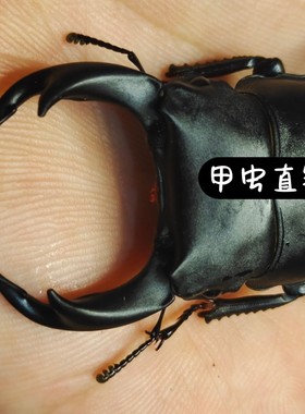 甲虫大锹甲宠物独角甲虫送一百只