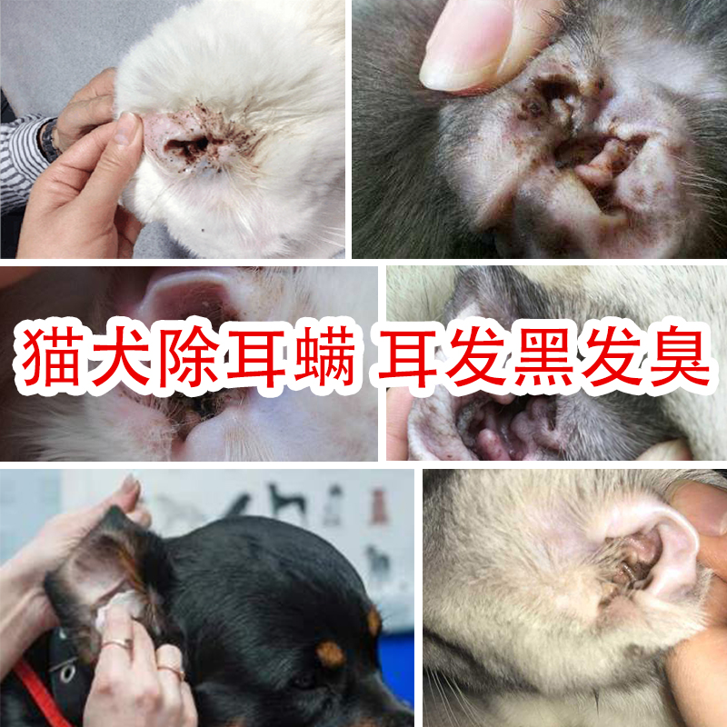 止血钳棉球用于猫耳螨硼酸冰片猫狗滴耳液耳垢真菌猫咪狗狗清洁 - 图1