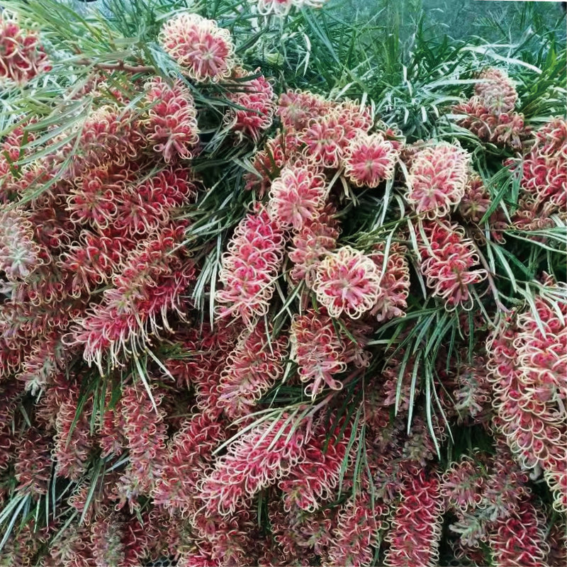 银桦鲜花高端小众珍贵稀有花材家庭瓶插花艺婚庆节日比赛装饰花束,淘宝优惠券,粉丝福利购,淘宝优惠卷