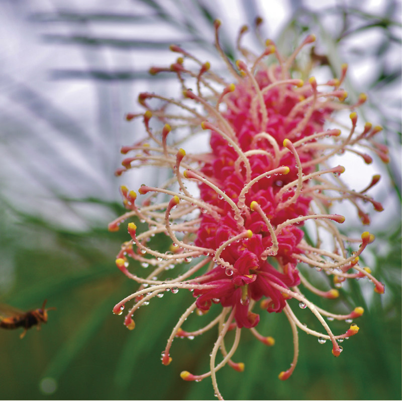银桦鲜花高端小众珍贵稀有花材家庭瓶插花艺婚庆节日比赛装饰花束,淘宝优惠券,粉丝福利购,淘宝优惠卷