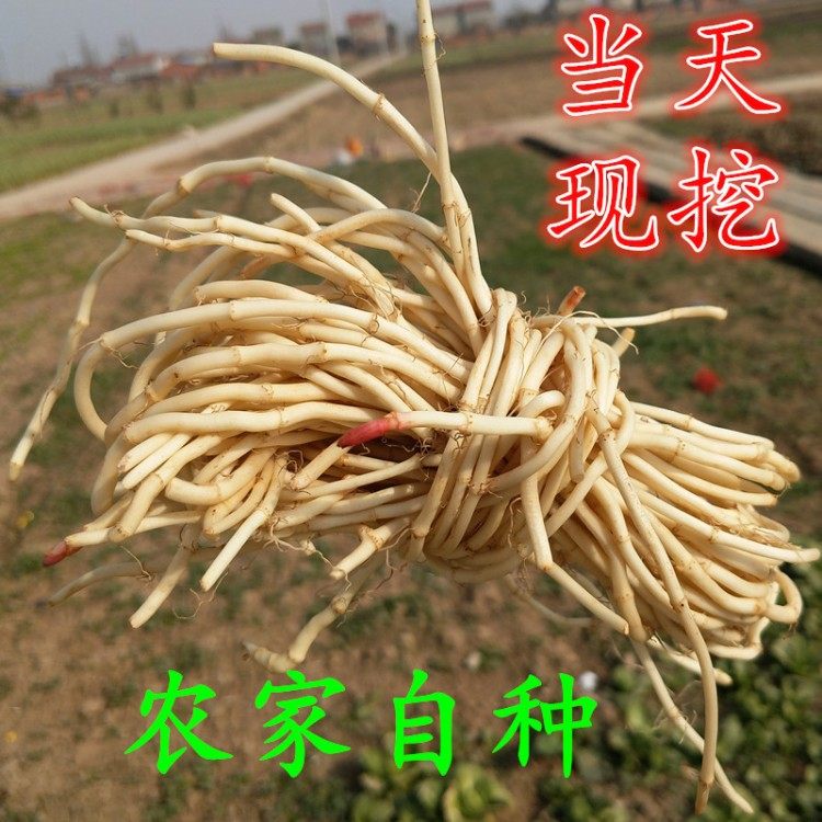鱼腥草新鲜折耳根凉拌现挖嫩根野生节儿根2斤装侧耳根新鲜鱼星草,淘宝优惠券,粉丝福利购,淘宝优惠卷