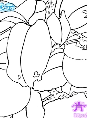 N222田世光柿子白头翁花鸟工笔画白描底稿白纸线描国画稿条幅
