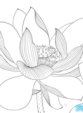 工笔画白描底稿荷花直接上色