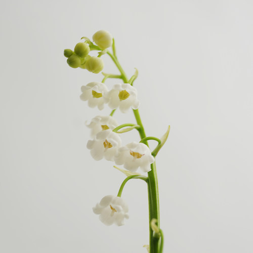 铃兰 Convallaria majalis 回声森林 荷兰进口原盆老桩铃兰 - 图1