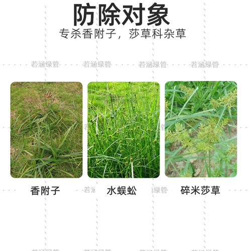 草坪隆莎灭组合草坪除草剂香附子回头青水蜈蚣莎草科杂草药镢莎能 - 图1
