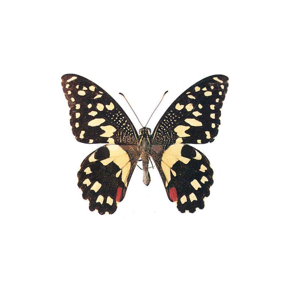 真蝴蝶原蝶达摩凤蝶未展翅蝴蝶标本制作手工diy材料A1/A1-品质,淘宝优惠券,粉丝福利购,淘宝优惠卷