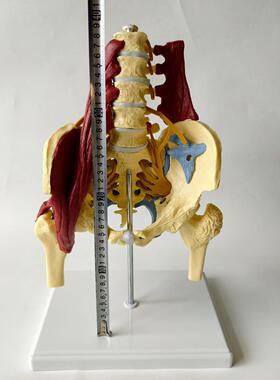 成人比例腰椎带要肌肉盆肌模型 脊椎盆骨脊柱骨骼 神经椎间盘突出