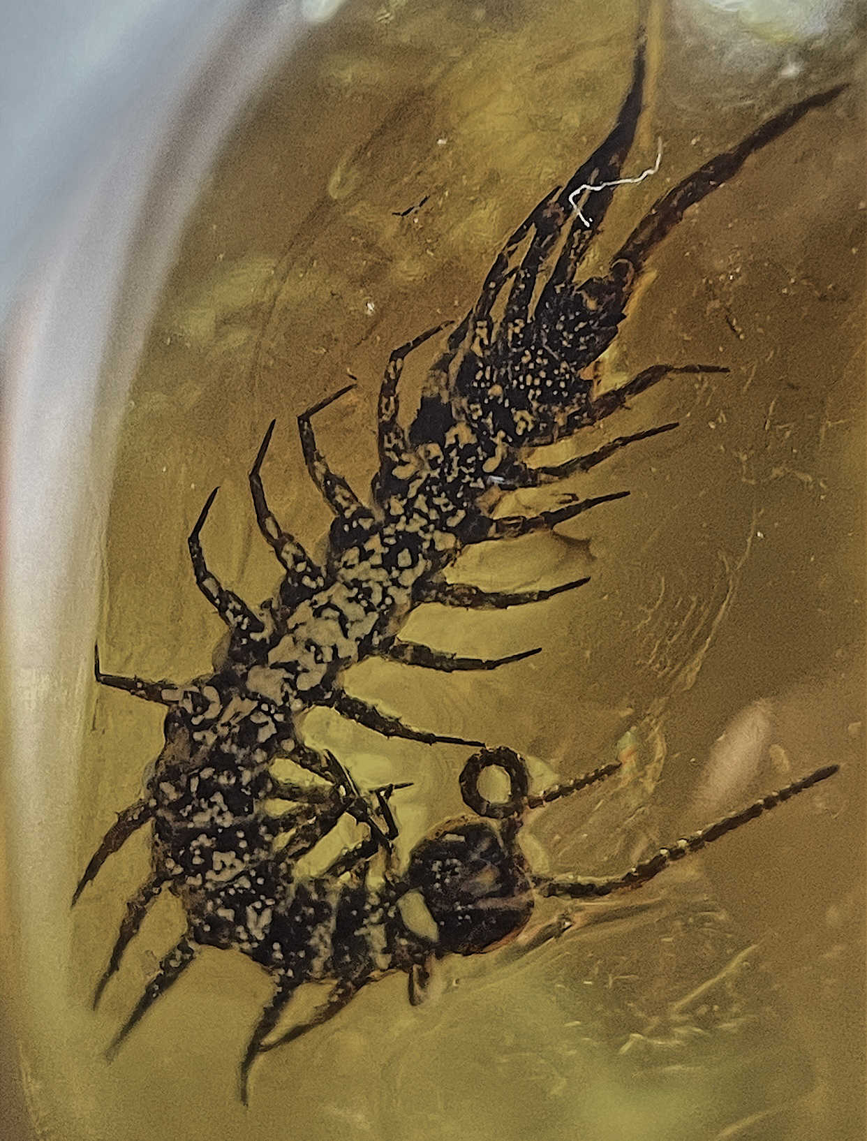 波罗的海琥珀虫珀 新人首单立减十元 22年3月 淘宝海外 波罗的海琥珀虫珀 新人首单立减十元 22年3月 淘宝海外