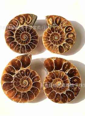 天然斑彩螺菊石角石原石海洋古生物动物教学礼品家居摆件