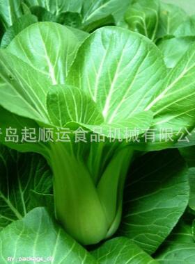山东现货大型网带漂烫机温度自动蒸汽蔬菜预煮机大型网带漂烫机