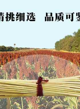 高粱杆 农家高粱秸秆 秫秸手工艺品原材料 簸箩 鱼漂浮漂制作材聚