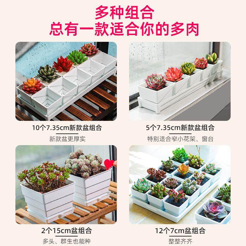 美莳控根多肉花盆塑料套装组合创意透气肉肉控型盆器带托盘小,淘宝优惠券,粉丝福利购,淘宝优惠卷