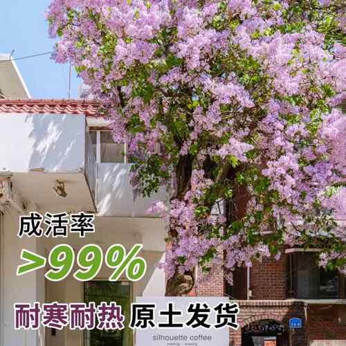 丁香花树苗浓香棒棒糖型花卉庭院别墅耐寒花园植物盆栽地栽风景树 - 图1