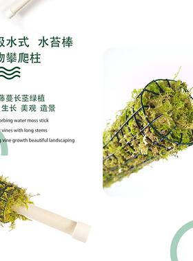攀爬植物支撑杆苔藓棒爬藤柱龟背竹海芋秋海棠白锦绿萝青苔柱