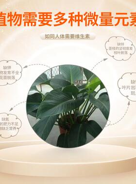 金钻园艺水培营养液绿植盆栽室内水培绿植营养液花肥源头工厂肥料