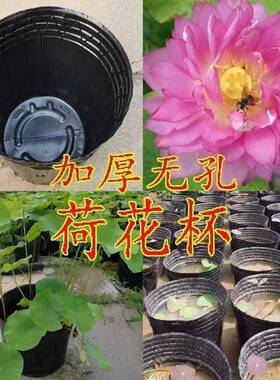 加厚营养杯育苗容器育苗盆营养钵无孔荷花盆专用