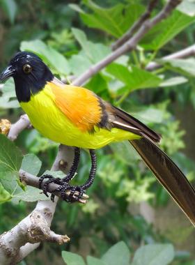 新品仿真羽毛蓝冠噪鹛彩色小鸟家居小摆件稀有鸟教学科普摄影道具