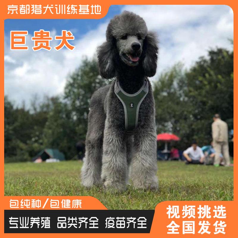 纯种巨型贵宾犬活体幼犬巨型泰迪香槟色红棕色白色贵宾家养宠物犬 - 图2