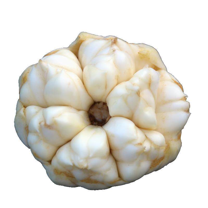 百合新鲜食用湖北恩施特产2025正宗富硒非兰州龙山牙宜兴蔬菜包邮,淘宝优惠券,粉丝福利购,淘宝优惠卷